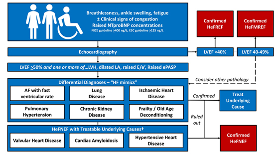 Diagnosis of HeFNEF displayed in the form of a flow chart
