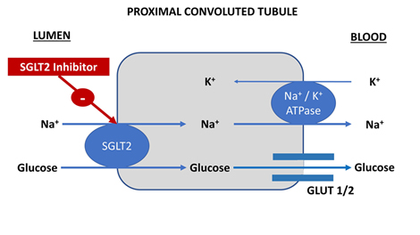 Mechanism of action of SGLT2 inhibitors