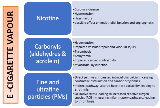 Potential cardiovascular effects of e-cigarette vapour
