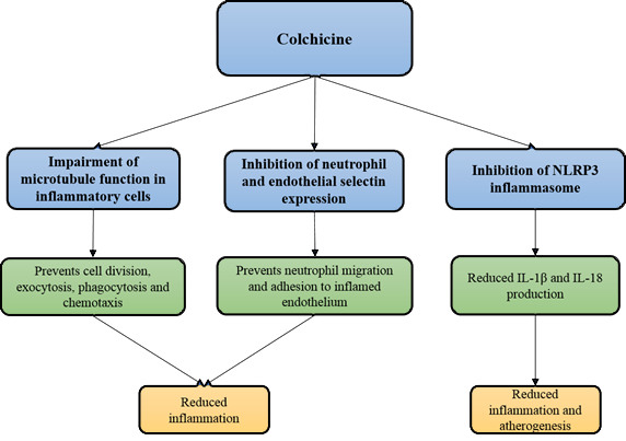 A diagram describing the mechanisms of Colchicine and their role in the prevention of inflammation