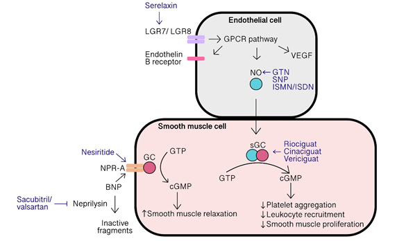 NO-sGC-cGMP pathway