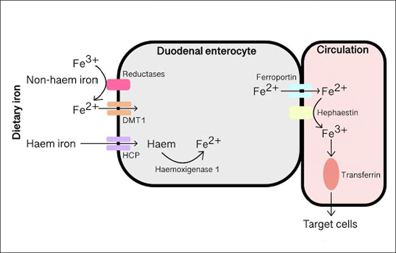 Absorption and metabolism of iron at the duodenal enterocyte